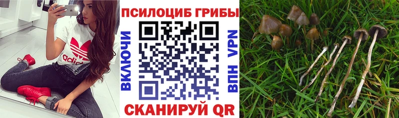 Галлюциногенные грибы MAGIC MUSHROOMS  kraken ССЫЛКА  Сурск  магазин продажи наркотиков 